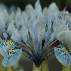 Iris 'Sheila Ann Germaney'