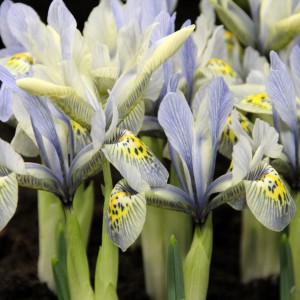 Iris 'Katharine Hodgkin'