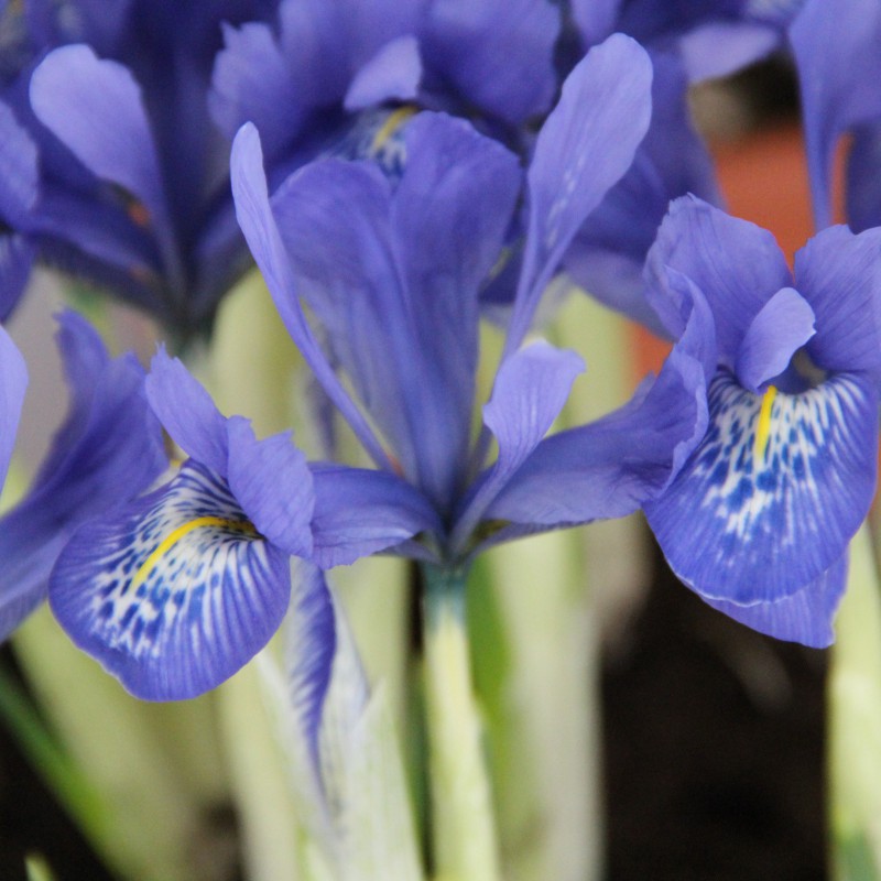 Iris histrioides 'Lady Beatrix Stanley' syn. Iris 'Lady Beatrix Stanley',  Iris reticulata 'Lady Beatrix Stanley', Reticulate Iris 'Lady Beatrix  Stanley' in GardenTags plant encyclopedia