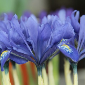 Portrait of a Lady: Iris histrioides 'Lady Beatrix Stanley' – The  Frustrated Gardener