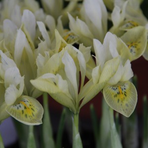 Iris 'Katharines Gold'