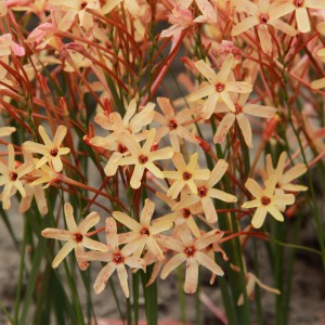 Ixia paniculata 'Eos'