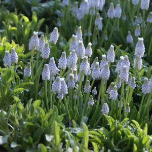 Muscari 'Peppermint'