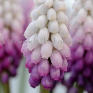 Muscari 'Gul Delight'