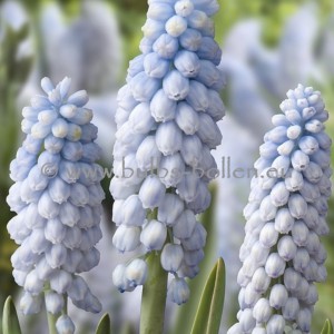 Muscari 'Baby Breath'