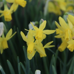 Narcissus 'Heart to Heart'