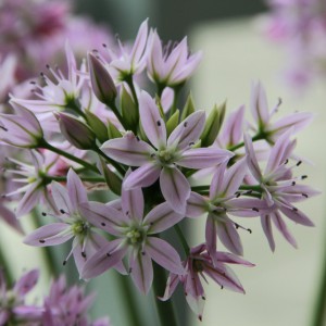 Allium 'Eros'