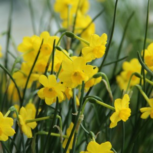 Narcissus 'More and More'