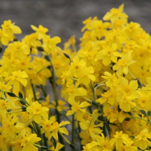 Narcissus cordubensis