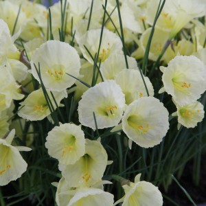 Narcissus 'Julia Jane'