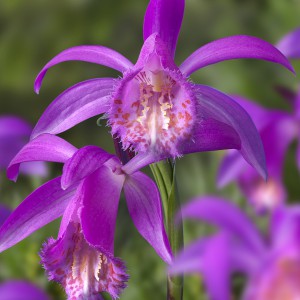 Pleione 'Tongariro'