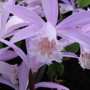 Pleione formosana