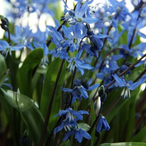 Scilla 'Indra'