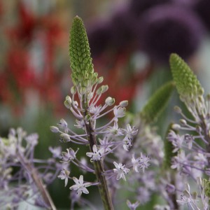 Scilla 'Blue Arrow'