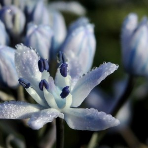 Hyacinthoides mauritanica