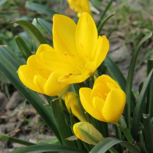 Sternbergia lutea 'Autumn...