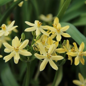 Triteleia 'Lousie'