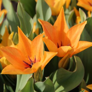 Tulipa praestans 'Shogun'