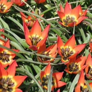 Tulipa 'Little Princess'