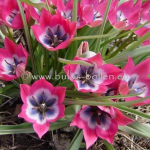 Tulipa 'Little Beauty'