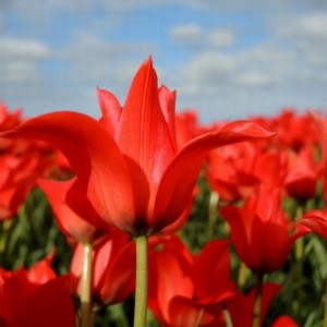 Tulipa linifolia