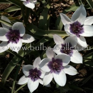 Tulipa humilis 'Alba...