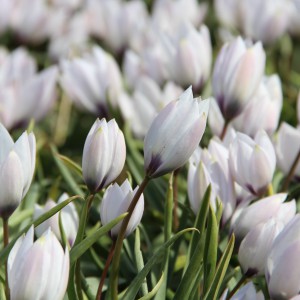 Tulipa humilis var....