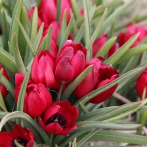 Tulipa humilis 'Lilliput'