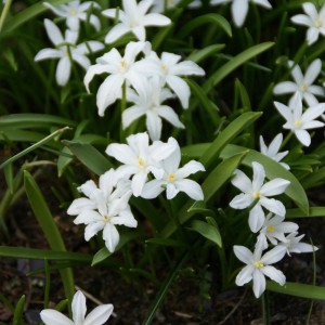 Chionodoxa luciliae 'Alba'