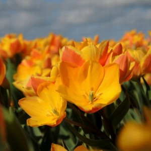 Tulipa heweri