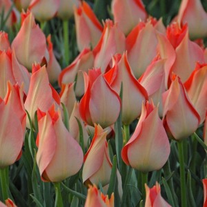 Tulipa batalinii 'Salmon Gem'