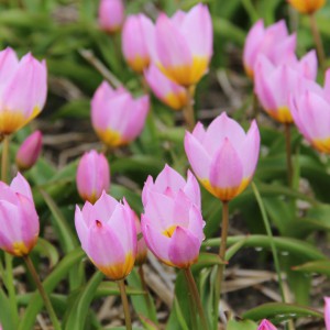 Tulipa bakeri 'Lilac Wonder'