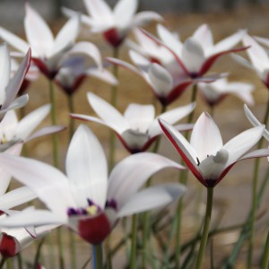 Tulipa clusiana