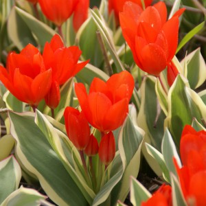 Tulipa praestans 'Bloemenlust'