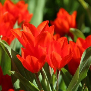 Tulipa praestans...