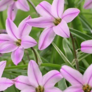 Ipheion uniflorum...