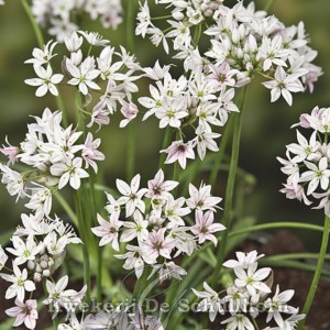 Allium 'Cameleon'