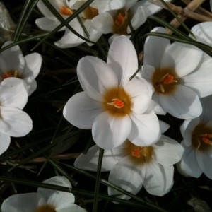 Crocus chrysanthus 'Ard...