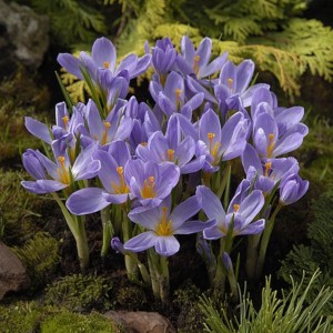 Crocus kosaninii 'April View'