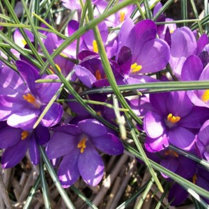 Crocus minimus 'Bavella'