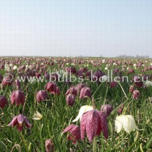 Fritillaria meleagris