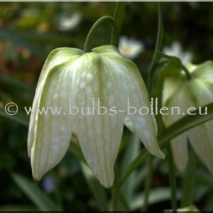 Fritillaria meleagris 'Alba'