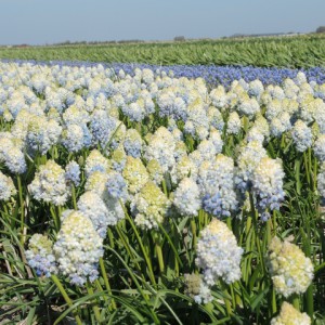 Muscari 'Double Beauty'