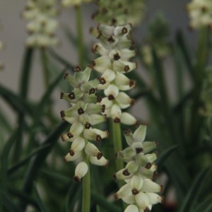 Muscari racemosum 'Frost'