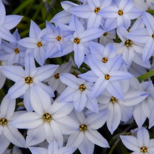 Ipheion uniflorum 'Wisley...