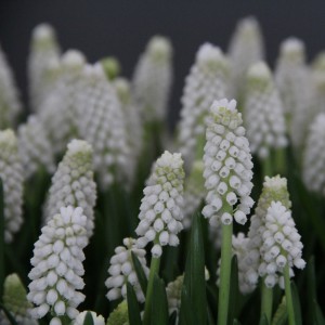 Muscari 'White Pearl'