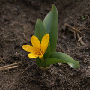 Colchicum luteum