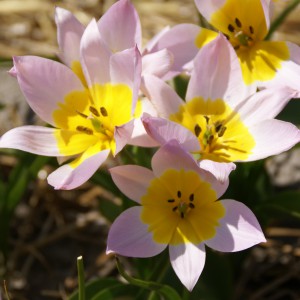 Tulipa saxatilis