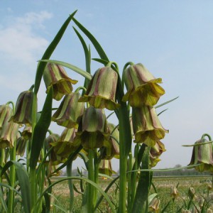 Fritillaria olivieri