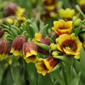 Fritillaria michailovskyi